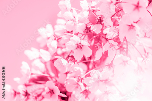 Spring border abstract blured background art with pink sakura or cherry blossom. Pink filter. Pink filter.