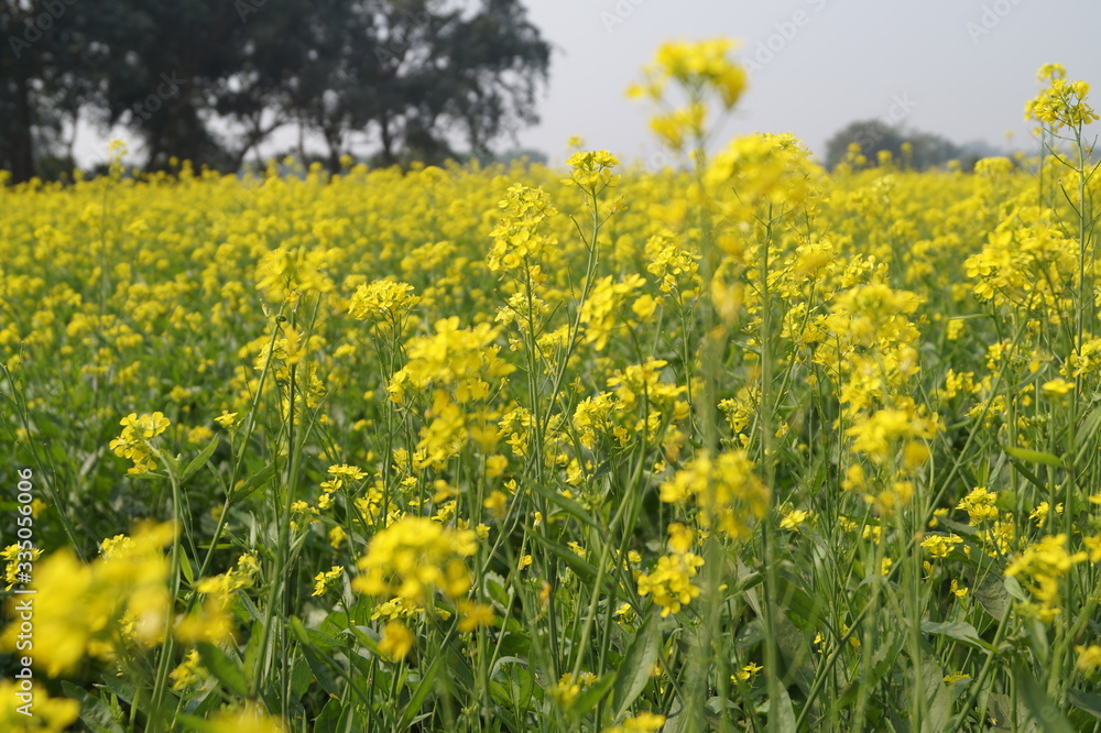 Mustard field with bright yellow mustard flowers Mustard field with bright yellow mustard flowers