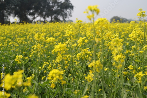 Mustard field with bright yellow mustard flowers