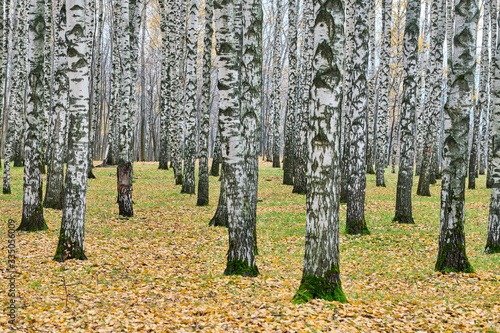 Dense birch forest photo
