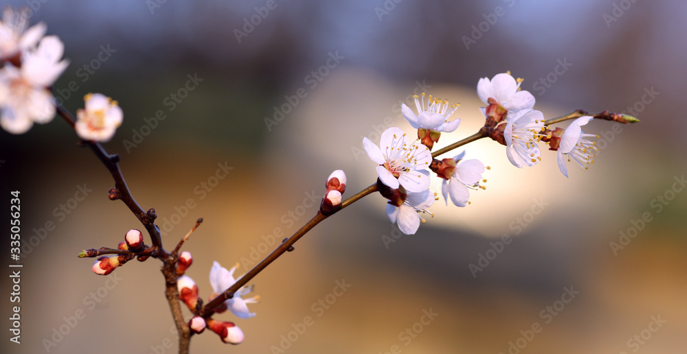 twig blossoming cherry in the sun twig blossoming cherry in the sun