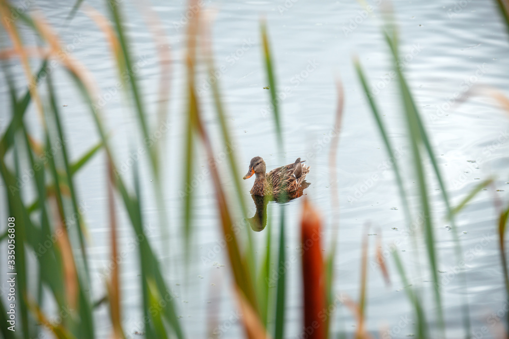 Obraz premium A look at one wild duck through the thicket of reeds