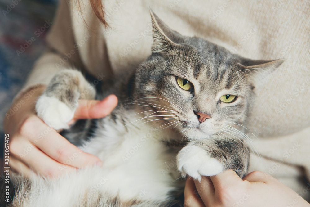 Gray cat in the arms of a girl stroking a cat Gray cat in the arms of a girl stroking a cat