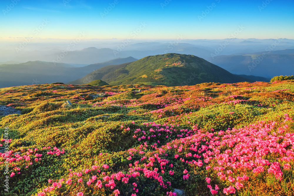Amazing summer day. A lawn covered with flowers of pink rhododendron. Mountain landscape with beautiful sky. The revival of the planet. Location Carpathian mountain, Ukraine, Europe.