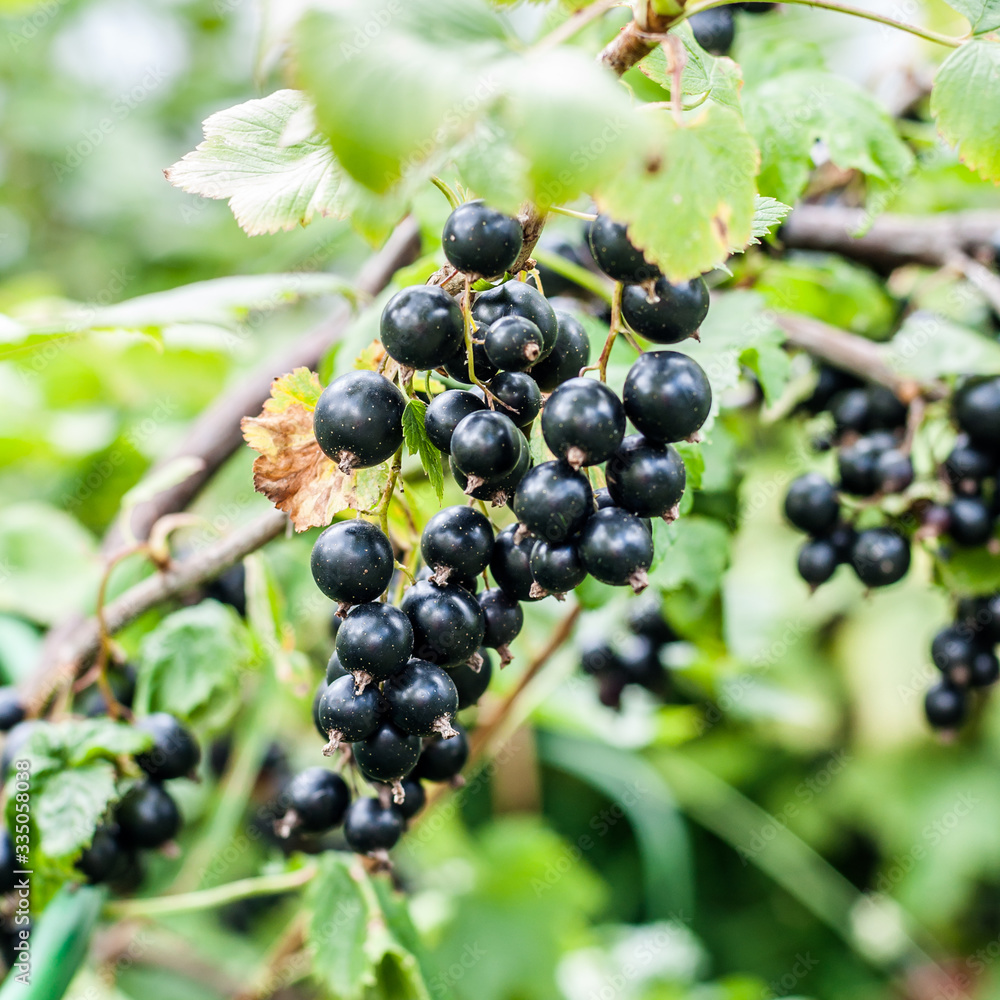 Blackcurrant Berries on a Branch Blackcurrant Berries on a Branch