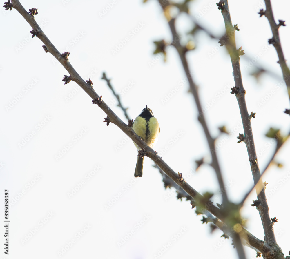 Mésange sur cerisier Mésange sur cerisier