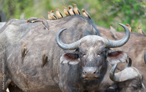 Foto Buffalo and oxpeckers