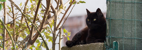 Chat noir assis