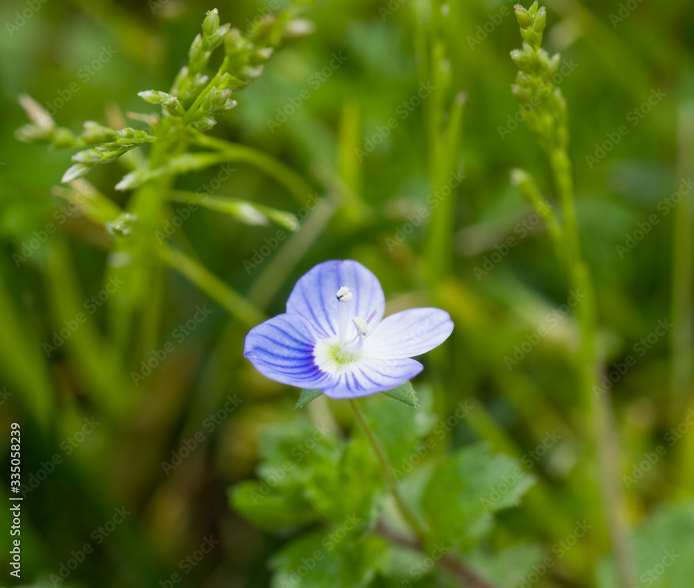 Fototapeta premium Belles petites fleurs bleues de ressort
