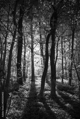 Forest tree shadows, Black and white infrared filter effect.