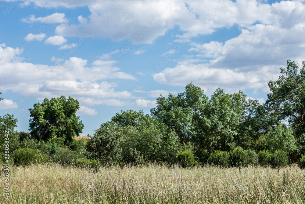 Bosques que tapan el horizonte