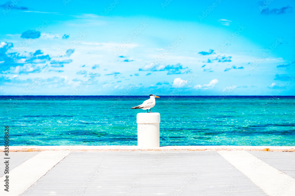 Lone seagull standing watch on a pier post by the clear blue water of Grand Cayman Lone seagull standing watch on a pier post by the clear blue water of Grand Cayman