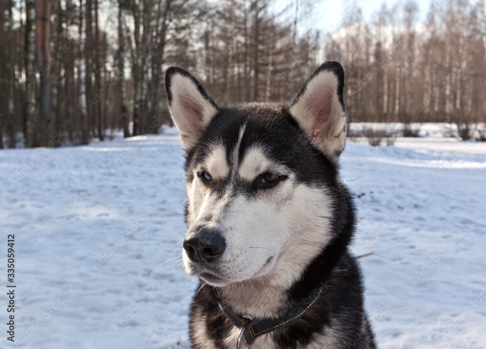 Siberian Husky portrait in winter forest