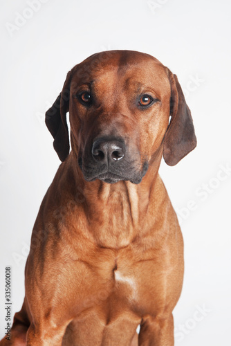 Rhodesian Ridgeback isolated on a white background