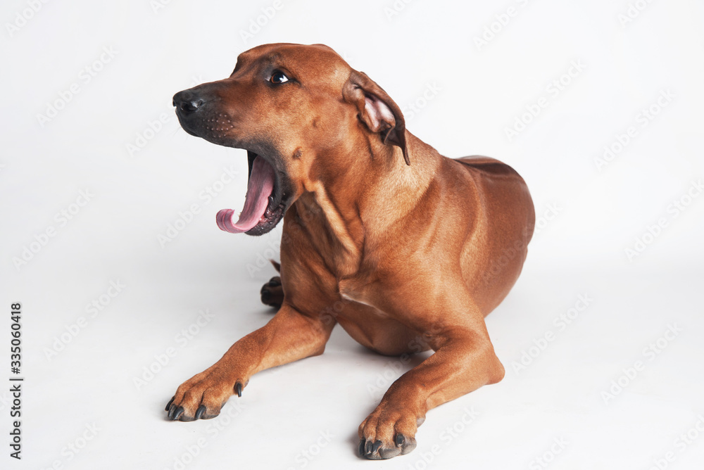 Obraz premium Rhodesian Ridgeback isolated on a white background