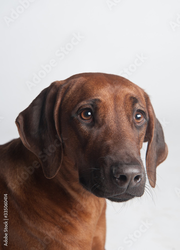 Wallpaper Mural Rhodesian Ridgeback isolated on a white background Torontodigital.ca