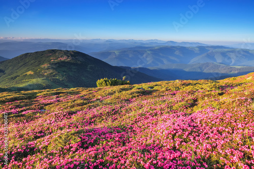 Marvelous summer day. The lawns are covered by pink rhododendron flowers. Beautiful photo of mountain landscape. Concept of nature rebirth. Location place Carpathian  Ukraine  Europe.