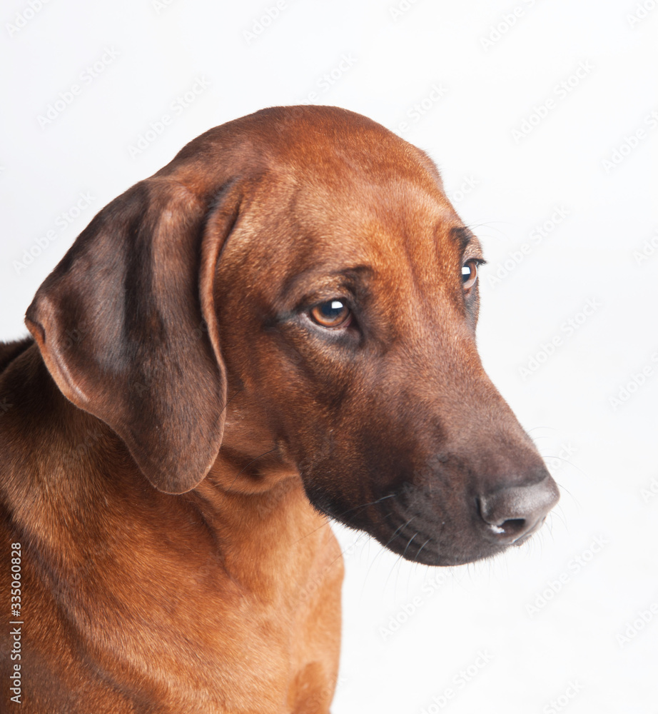 Rhodesian Ridgeback isolated on a white background Rhodesian Ridgeback isolated on a white background