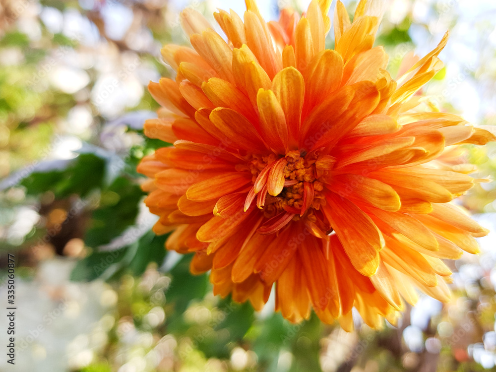 orange flower in the garden orange flower in the garden