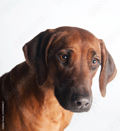 Wallpaper Mural Rhodesian Ridgeback isolated on a white background Torontodigital.ca