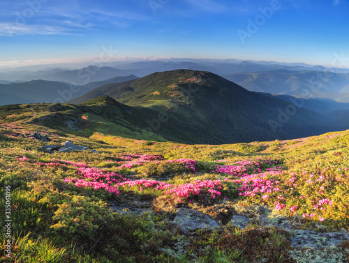 Panoramic view in lawn with rhododendron flowers. Mountains landscapes. Concept of nature rebirth. Save Earth. Amazing summer day. Location Carpathian, Ukraine, Europe.