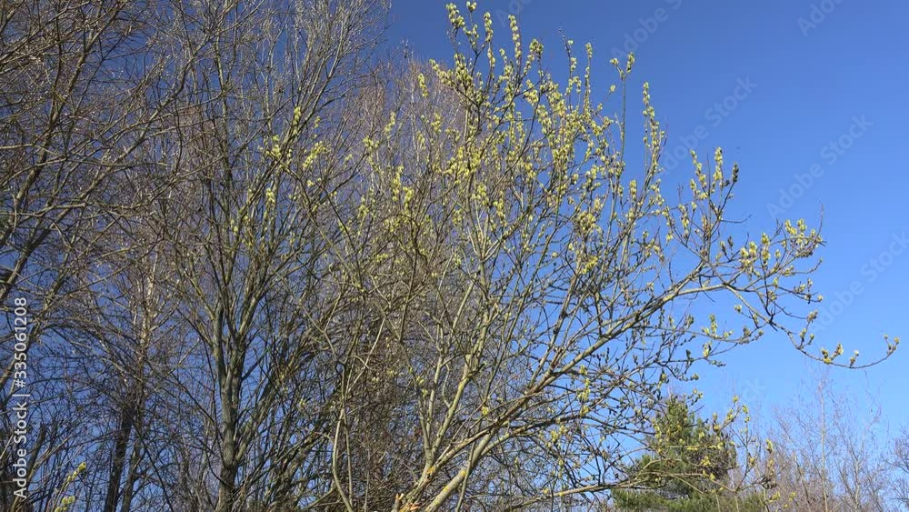 Pussy willow with blooming catkins in a spring forest. Pussy willow with blooming catkins in a spring forest.