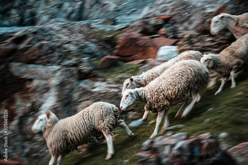 Schafe rennen
Joerg Farys // www.dieprojektoren.de