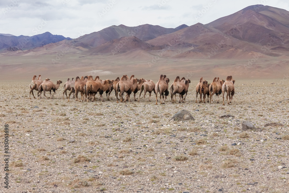 Herd of camels in steppe with mountains in the background. Altai, Mongolia