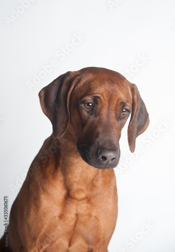 Rhodesian Ridgeback isolated on a white background