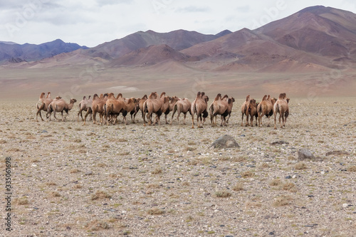 Herd of camels in steppe with mountains in the background. Altai  Mongolia