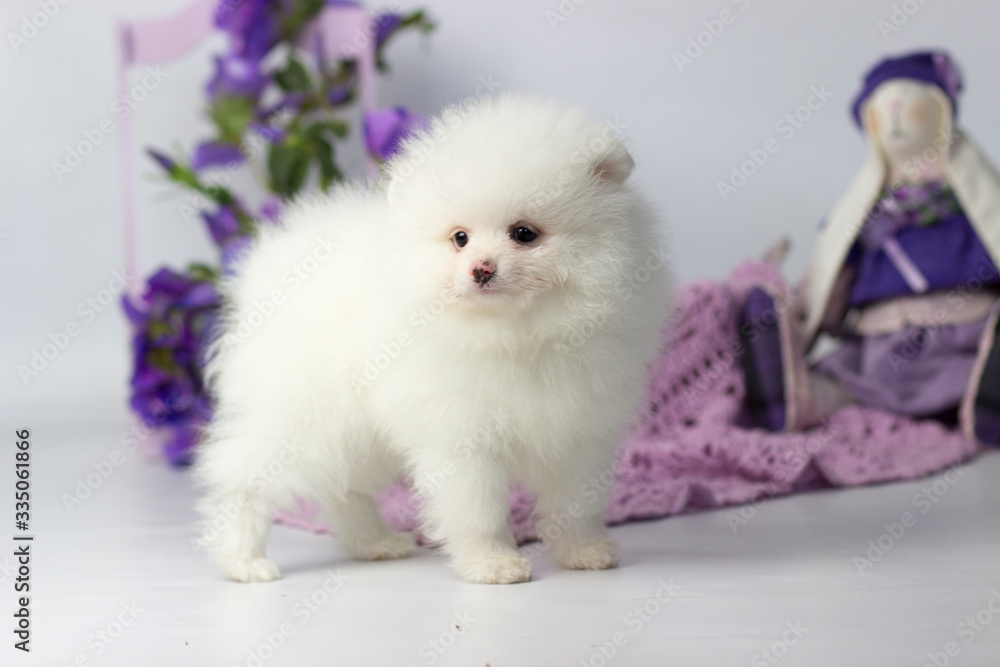 The dog breed Pomeranian spitz a close-up The dog breed Pomeranian spitz a close-up