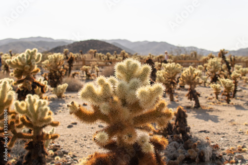 Joshua Tree Park Californa 