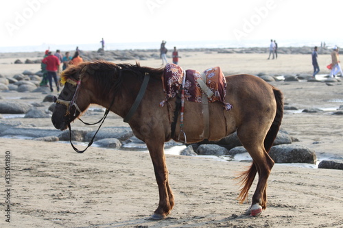 Cox's Bazar Sea horse