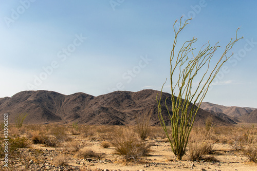 Joshua Tree Park Californa 