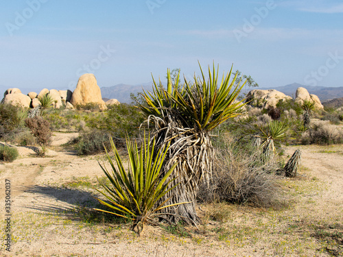 Joshua Tree Park Californa 