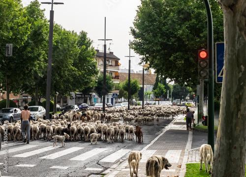 Rebaño de ovejas pasando por un semáforo de Cordoba seguido por los perros pastores durante su migración anual de la trashumancia photo