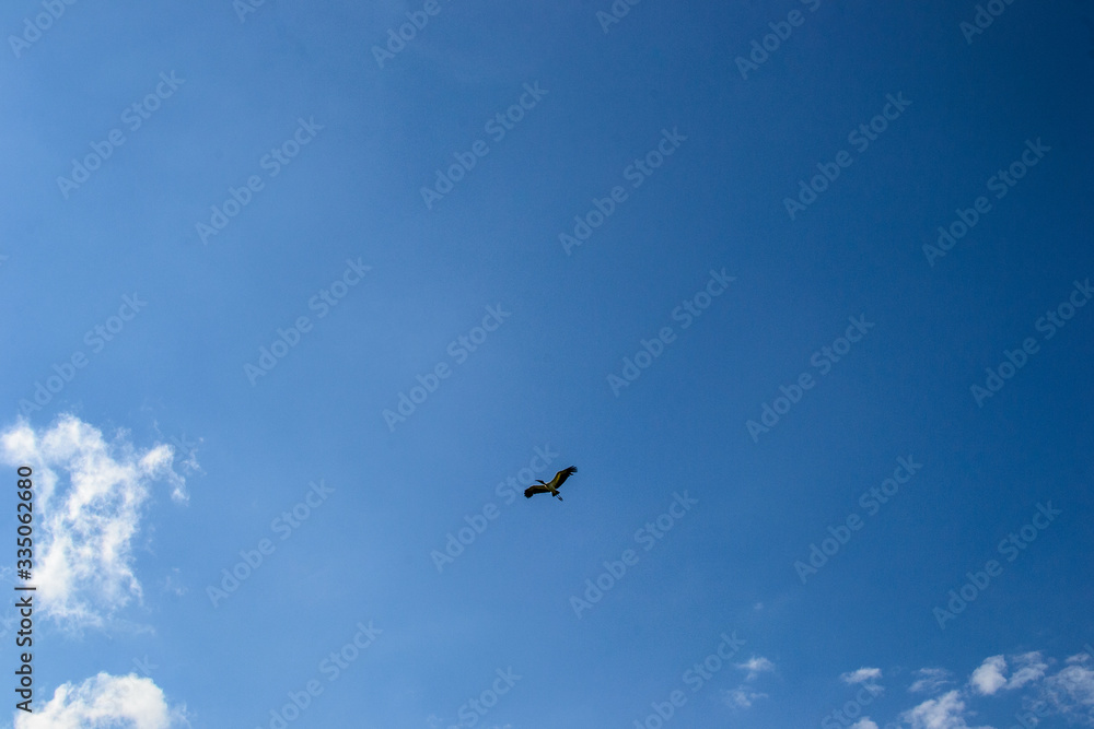 Pássaro voando no mar do céu azul