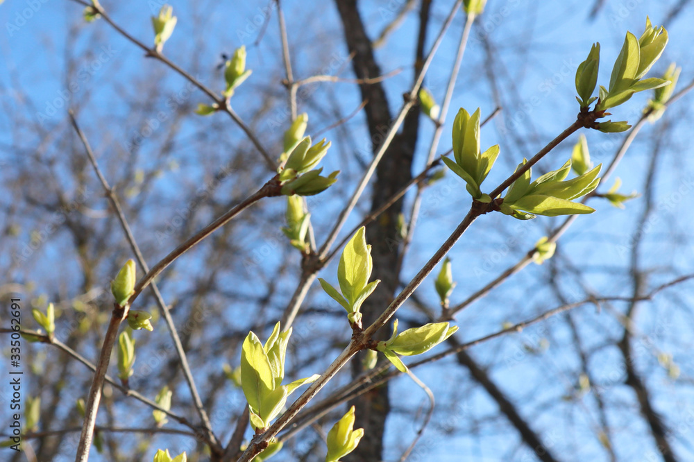 The first gentle leaves and buds against the blue sky. Selective soft focus. Spring concept. The first gentle leaves and buds against the blue sky. Selective soft focus. Spring concept.