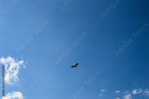 Pássaro voando no mar do céu azul