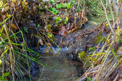 stream in the forest