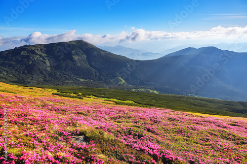 The bushes of pink rhododendron flowers on the mountain hill. Concept of nature rebirth. Summer scenery. Blue sky with cloud. Location Carpathian, Ukraine, Europe. Wallpaper colorful background.