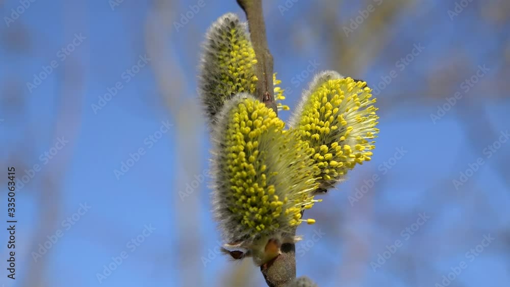 Pussy willow catkins in bloom.