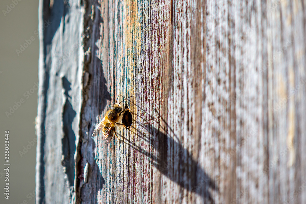 Fototapeta premium Mason Bee Investigating a Nail Hole in Weathered Wood