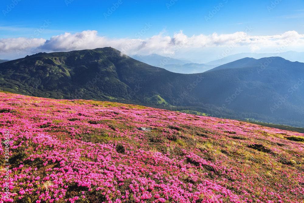 Majestic summer scenery. Rhododendron blooming on the high wild mountains. Concept of nature rebirth. Beautiful photo of mountain landscape. Sun rays enlighten the valley. Majestic summer scenery. Rhododendron blooming on the high wild mountains. Concept of nature rebirth. Beautiful photo of mountain landscape. Sun rays enlighten the valley.