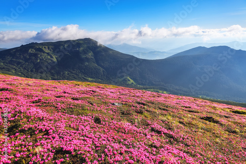 Majestic summer scenery. Rhododendron blooming on the high wild mountains. Concept of nature rebirth. Beautiful photo of mountain landscape. Sun rays enlighten the valley.
