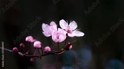 Obraz na plátne Spring flower background - Pink beautiful blooming cherry blossoms and bokeh on