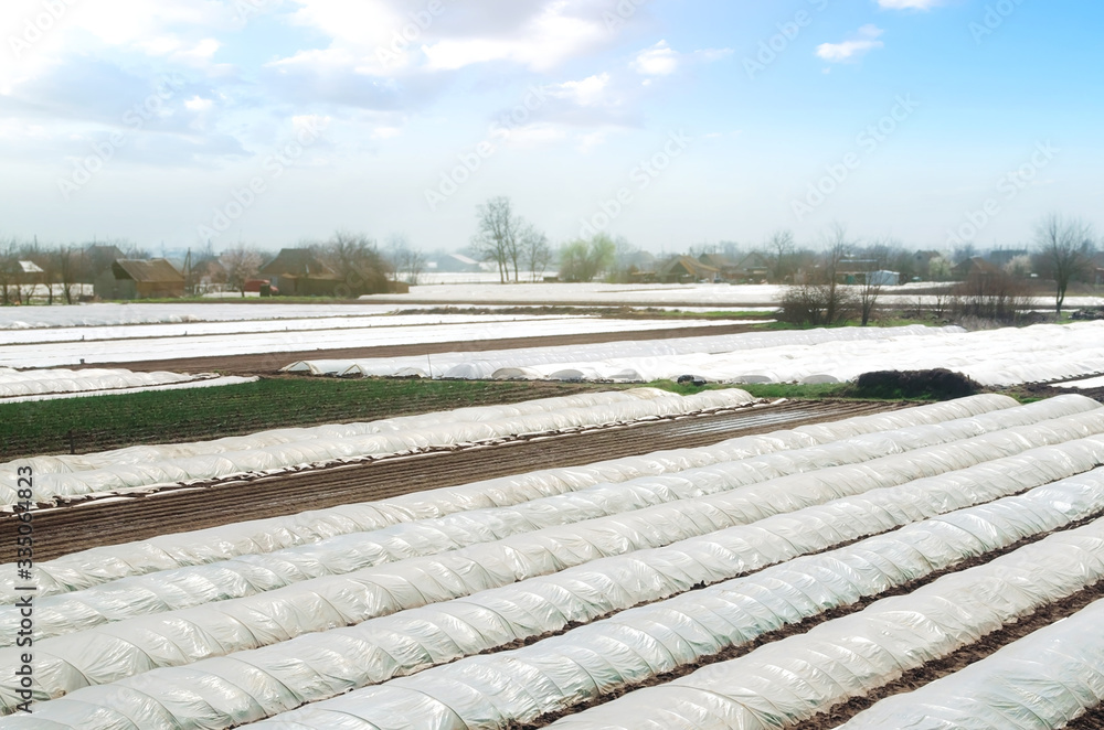 Farm agricultural fields covered with white spunbond agrofibre. Increased plant survival crop. Greenhouses plantations. Artificial extension of the farming season. Adaptation to unstable climate.