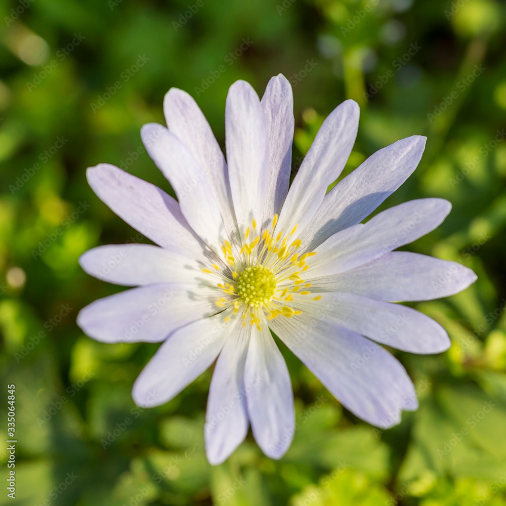 Beautiful blue flower in spring forest, anemone blanda, Bulgaria 5 selective focus Beautiful blue flower in spring forest, anemone blanda, Bulgaria 5 selective focus