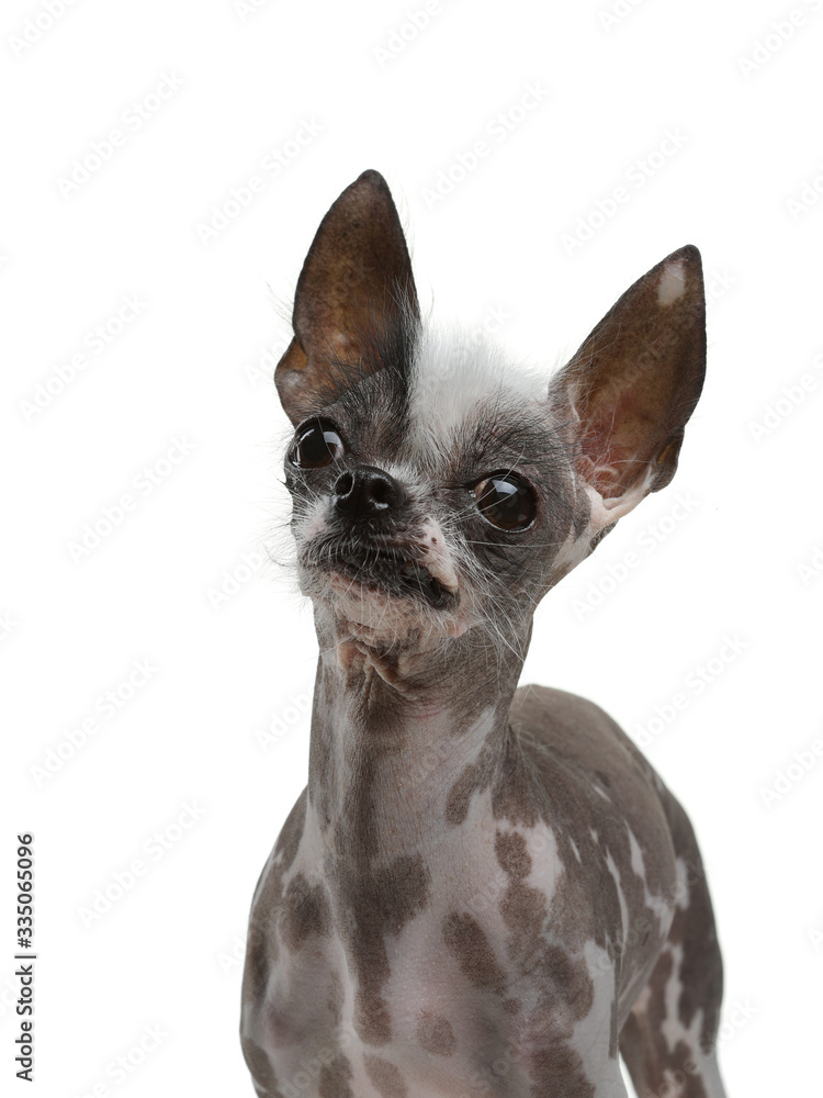 funny dog on a white background. A mixture of Chinese crested. Cool pet
