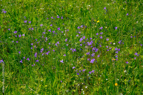 flowers bells in the grass, green meadow